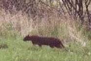 Beast of Bodmin Moor