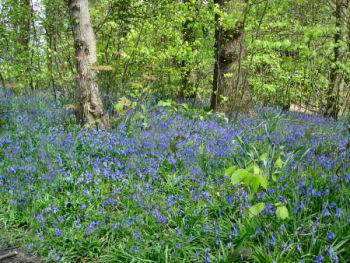Tehidy Country Park
