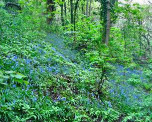 Golitha Falls