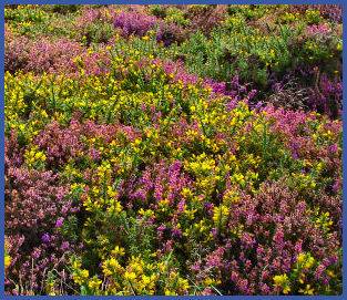 Heather at Gribbin Head