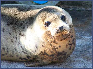 National Seal Sanctuary, Gweek