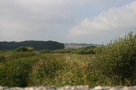 Marazion Marsh