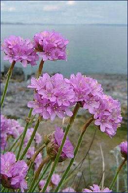 Pentire Point