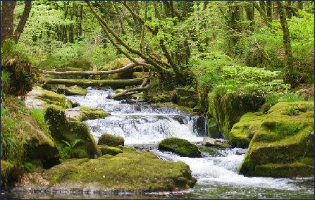 Golitha Falls