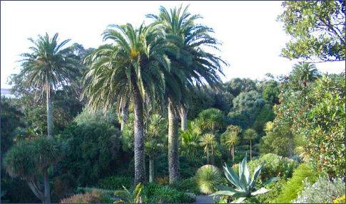 Tresco Abbey Gardens